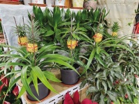 “小猴子”成“宠物” 水果盆栽进客厅  兰州花市刮起“新奇”风