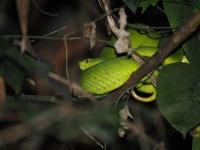 电商平台违规售卖濒危毒蛇海岛竹叶青 涉嫌触犯多项法律