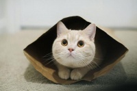 猫咪行为训练有哪些 猫咪行为训练方法介绍