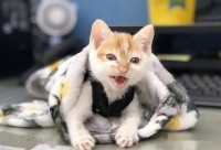 小猫失明，及时就医，细心照料。