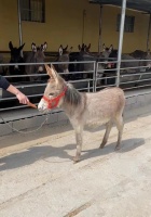 广东宠物驴养殖多少钱,宠物驴租赁