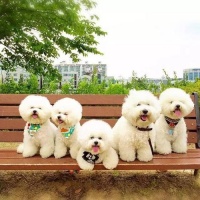 有哪些既好养又干净的小型便宜宠物推荐？