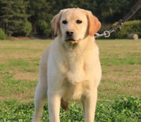 60斤拉布拉多每天该吃多少？科学喂养指南+狗粮推荐