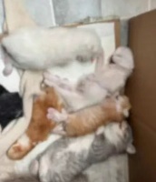 女子称使用宠物专用消毒液拖地后，家中5只幼猫全部死亡，品牌回应：深表痛心，目前无法确认产品与幼猫死亡存在因果关系；医生提醒→