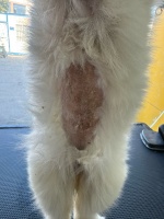 滁州七年宠物店，哮天宠物卖病狗