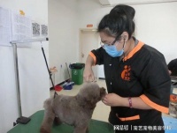 学习宠物美容的时间和费用是多少钱