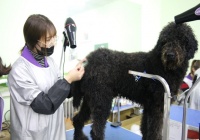 宠物美容培训一般要多少钱