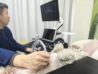 动物彩超机 兽医B超机 犬猫专用超声设备 大动物小动物均可使用T8