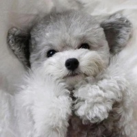 四季贵宾科普：了解这个可爱的犬种