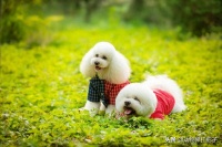 挑战每天认识一种狗 —— 今日贵宾犬