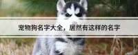 宠物狗名字大全，居然有这样的名字