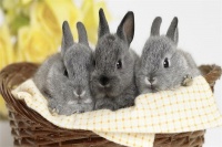 火车让带宠物狗吗(火车让不让带宠物狗)