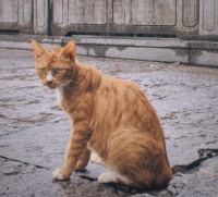 国庆假期想“携宠”上高铁和飞机，这些规则要看清楚