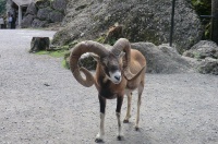 洛克王国超进化的精灵有哪些