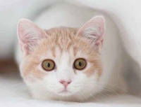 宠物物流是什么样的行业类别