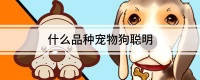 什么品种宠物狗聪明