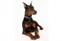 狗狗智商排名1到10，哪种犬最聪明？