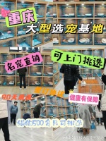 重庆猫狗宠物市场在哪里？这儿有实体店可选，挑得舒心！