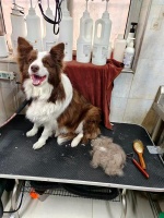 追求品质舍得掏钱，提供服务搅热行业，大庆宠物经济火爆