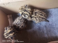 晋宁区野保办成功救助2只国家级保护动物——豹猫