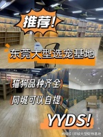 东莞哪里可以买宠物猫狗，东莞这家实体老店买的放心，有安全保障