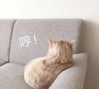 “不按套路出牌”的那些宠物名字