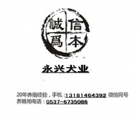 琼海市哪里有卖宠物犬的