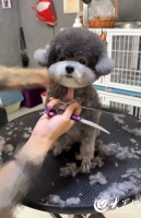 蓬莱“它经济”不断升温，仙境之城萌发新商机