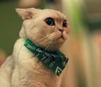 西安宠物上海国际托运公司