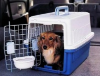 宠物猫狗运输:陕西西安猫咪宠物托运宠物单托运