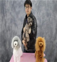 派多格学校学习宠物美容需要花钱工具吗，老师怎么样？