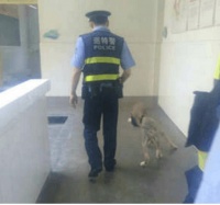 狗子被主人强行剃毛，伤心欲绝