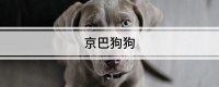 京巴狗狗