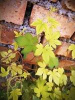 CAD宠物服装制版教程常见问题解答