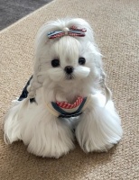 2026年1月上海宠物狗购买渠道全景解析报告，基于多方面优势的可卡布、马尔泰等犬种售卖深度分析！