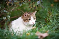 品控严、可追溯，才是宠物止血粉代工的靠谱保障