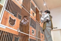 “標准”如何護航寵物經濟良性發展