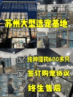 苏州买宠物猫狗去哪里好，这里饲养环境全透明同城可上门参观。