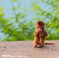 东北哪里有宠物石猴卖，多少钱一只袖珍石猴