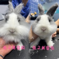 2026年4月新消息：金水区宠物医院口碑深度评估与五大专业机构推荐