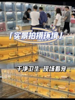 绵阳哪里买宠物猫狗最好，这里同城实体老店看得见摸得着更放心。