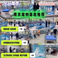 南京哪里买宠物猫狗便宜又好看，这家实体老店买的放心有安全保障