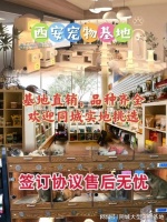 西安哪里可以买宠物猫狗，西安这家实体老店买的放心，有安全保障