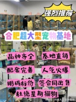 合肥哪里卖宠物猫狗的选择性多，这家实体老店买的放心有安全保障