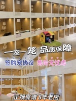 长沙最可靠的买宠物地方，这家资质齐全的宠物店可以放心冲。