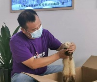 雪貂除臭腺多少钱（宠物除臭服务费用一览表）