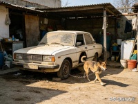 一户人家用车当狗窝把狗子拴在车上_烟火人间
