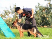 沈阳铁西宠物寄养电话