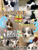 苏州买猫买去哪儿找犬舍猫舍，苏州宠物店推荐给新手