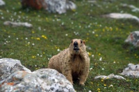 买土拨鼠当宠物？87岁奶奶科普：不能让鼠疫卷土重来！